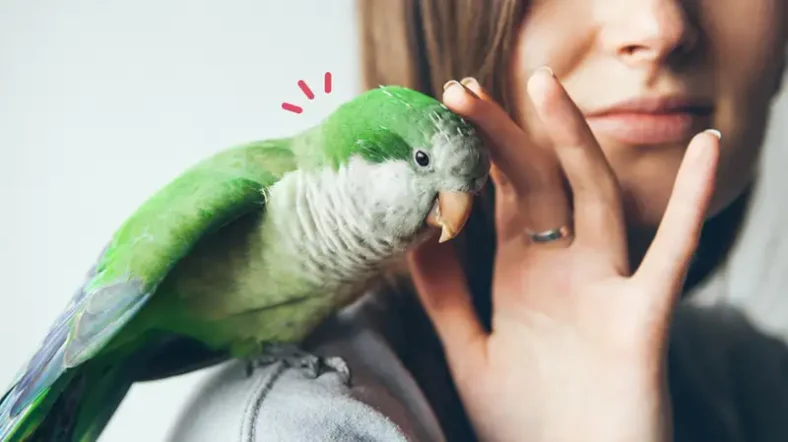 Cara Merawat Burung