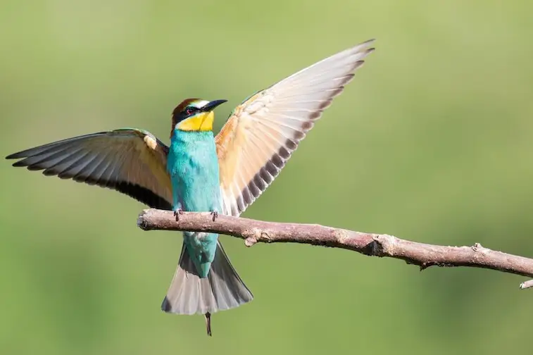 Keindahan Suara Burung