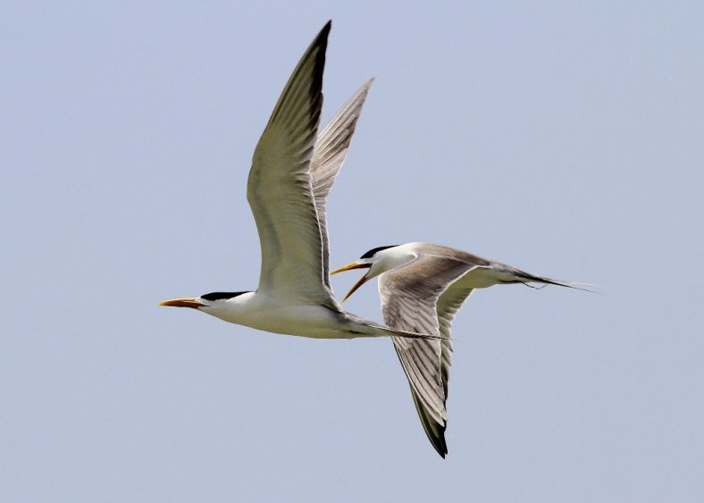 Burung Laut
