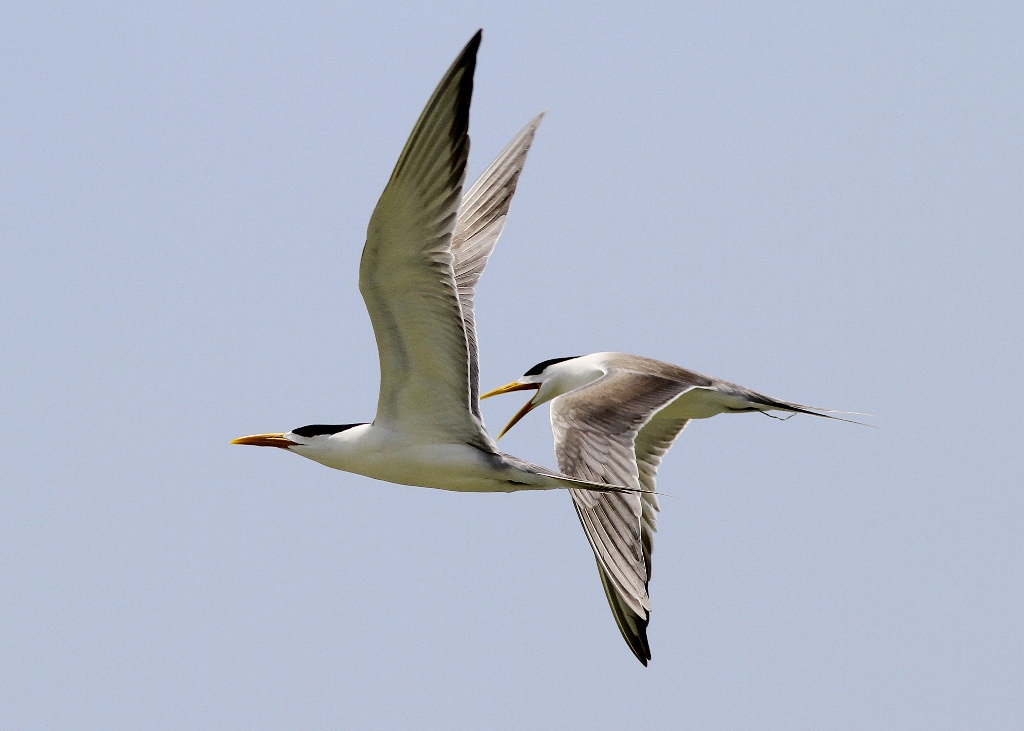 Burung Laut