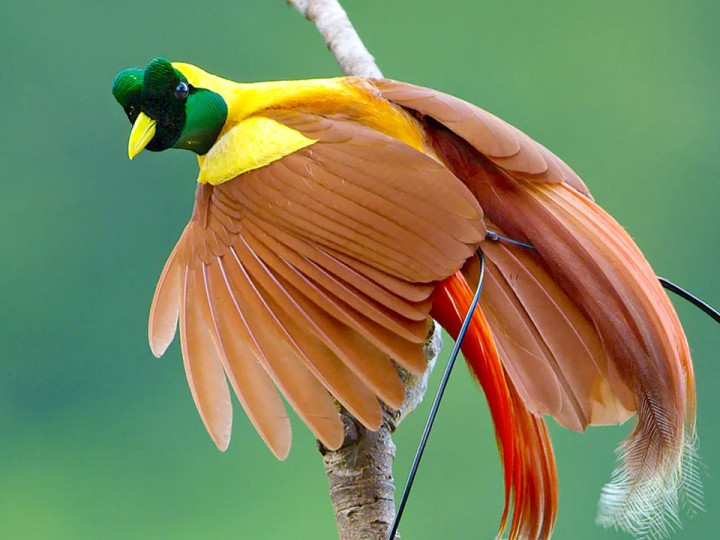 Burung cenderawasih