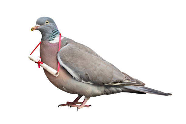 Burung Merpati