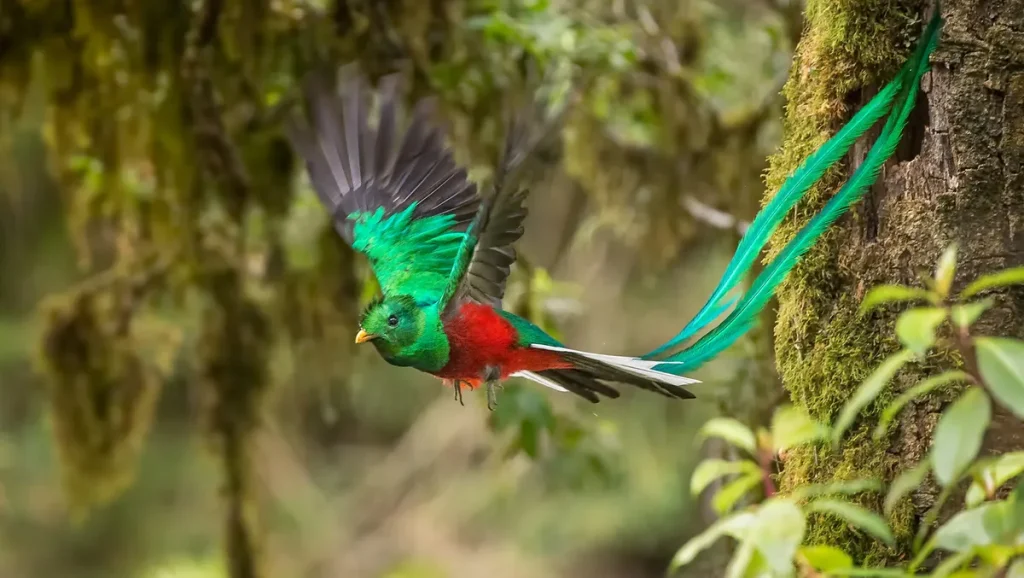 Burung Quetzal