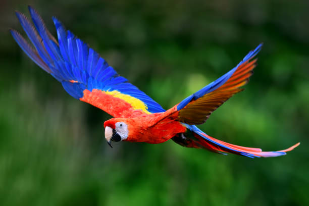 Burung Macaw Merah