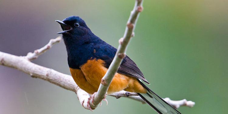 Manfaat Suara Burung
